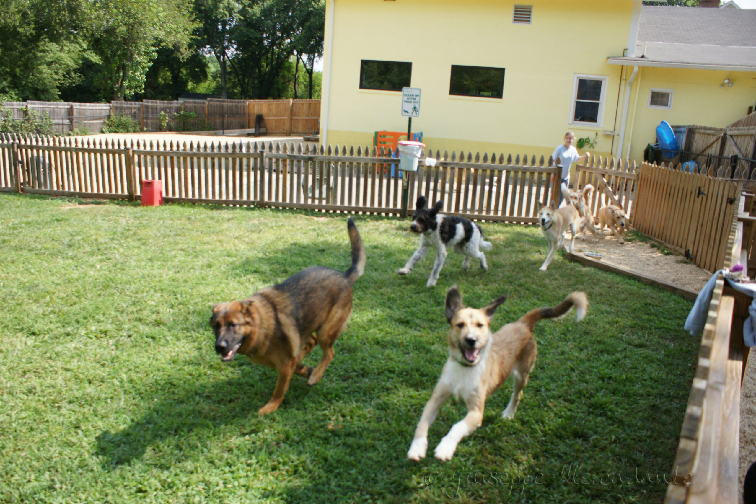 Pet Care
